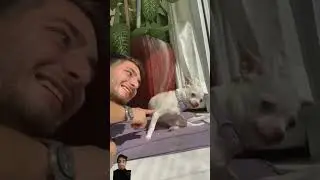 Cute angry dog #viral #trending #funny