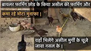 Aseel ka ek chota farm | असील के बच्चे लेने के लिए संपर्क करे 8114204427