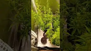 #ILGM White Widow Auto - Inside edition