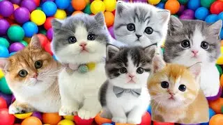 ANAK KUCING MEONG MEONG‼️KUCING ANGGORA PUTIH🐱💕😻KUCING GEMBUL BERMAIN TALI🐈&zwj;⬛❤️LAGU ANAK🇮🇩#cat #pets