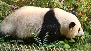 2023.12.19 HeHua wanders in the backyard, even slides down the ditch and climbs up😂