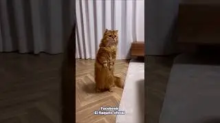 cat kahan hai aaja kha le 😂#cat #shorts