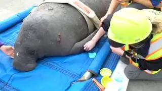 10 manatee rescued from Cooper River in South Carolina