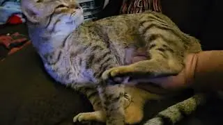 The ultimate chilling cat #cat #chilling