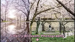 Shooting Sunrise Without Good Light | Photography in Osaka, Japan, Cherry Blossoms in Full Bloom