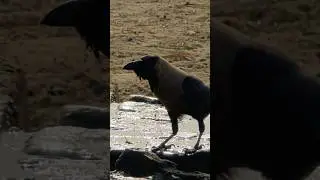 .The House Crow #shorts