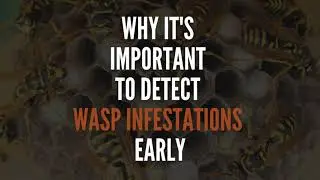 Why It's Important To Detect Wasp Infestations Early | Zest Wasp Removal