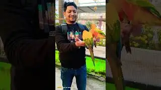 Kuch waqt Bezuba ke sath#MT&juned #shortvideo  #shorts#birds#birdsvideo#nature#wildlife#viralshorts