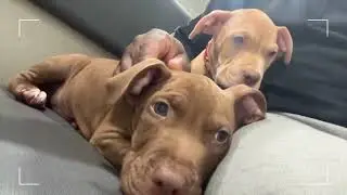 Our First Vet Visit 🐾 | Two Puppies, One Tough Goodbye | Life With Mase Ep.1