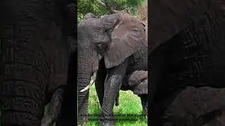 Animals for Kids #funlearning #kidseducationalchannel #learnwithanimals #abc #animals #abcadventures