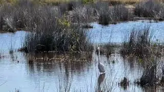 Great Egret & Osprey Platform on 7 Mile Black Point Wildlife Drive, Merritt Island National Wildlife