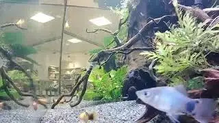 Whiskers and Fins Live Stream