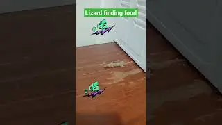 hungry lizard!no food to find? poor boy #shorts #video