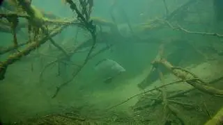 Karpfen im Reeser Meer