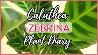 CALATHEA ZEBRINA PLANT DIARY + CARE TIPS  | Myra Murison