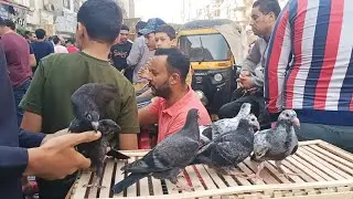 ايه الاسعار💸 اللي في السوق ده😱 الحمام الغزار والزاجل🎉 والهزاز بارقام تليفونات#العناني