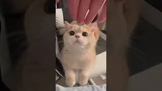 A tiny cat in the owner's hand, super cute. #cats #cat #cutebaby #cute #funny #catscatscats #pets