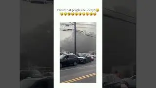 Thats proof that people are sheep! 🐑 #funny #trending #memes #viral #funnymoment #relatable