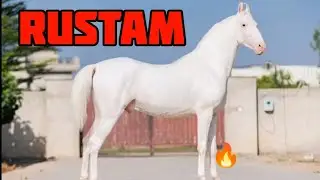 Stallion Rustam Nukra Marwari Horse