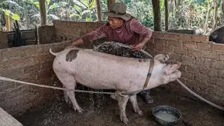 How to Raise and Care for Pigs Naturally for Fast and Healthy Growth | Real Life Pig Farm