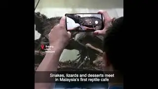Snakes, lizards and desserts meet in Malaysia's first reptile cafe #shorts