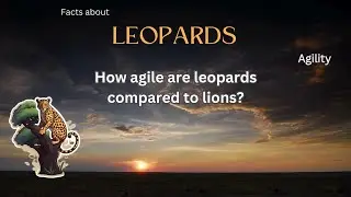 Leopard Fact 42 - How agile are leopards compared to lions?