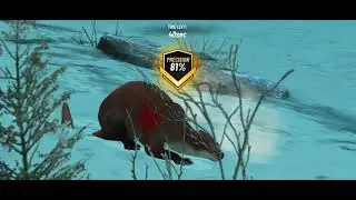 Hunting Clash-- Rare Porcupine in Alaska@ngghost3681