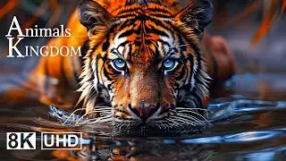 Animals Kingdom in 8K Ultra HD | Amazing Wildlife & Beautiful Animals (60FPS)