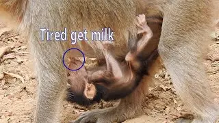 Gorgeous baby girl 2020, Newborn baby for a few days, baby Money try hug old mom for get much milk