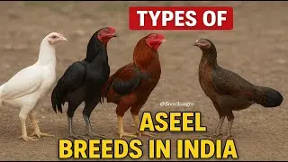 Top 10 Aseel Chicken Breeds in India 🇮🇳 | Power, Pride & Poultry | Desi Breed Guide! 🐔🔥 | Aseel |