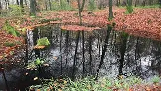 Beacon Wood Mendips with Autumn Colours and dark water filled Pools