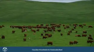 Anne Wasko - Canada - Sustainable Beef in Action: Regional Impacts & Innovations