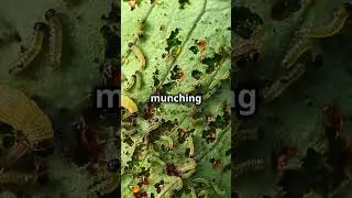 The Surprising Way Plants Communicate!