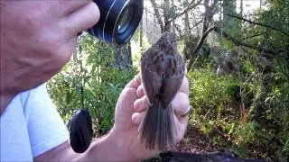 Bachman's Sparrow, July 25, 2014