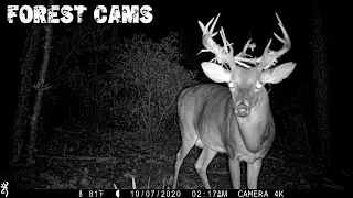 OCALA WHITE TAIL BUCKS IN THE RUT 2020