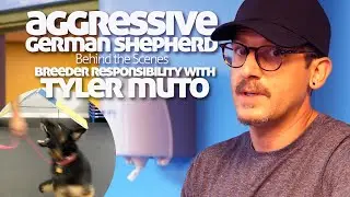Aggressive German Shepherd Behind the Scenes | Breeder Responsibility with Tyler Muto