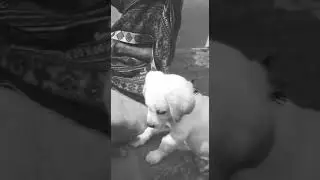 Coco ki masti....