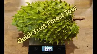 Do You Have a Passion? My Tropical Fruit Forest in Florida's Dry Season (Irrigation Tips + Tour)