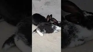 Spa para conejos con Mr.BlackRabbit y Seninstenpo