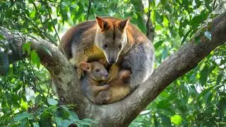 Tree Kangaroo Moms: The Ultimate Survival Strategy