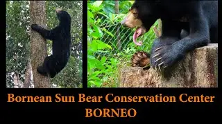 Sun Bears- Bornean Sun Bear Conservation Center, Borneo - 28 Apr 2023 - 4K