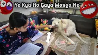 Ye Kya Ho Gaya Mango Ne 😱😱 #viralvideo #trending #vlog #goodluckvlog #ytvideo 