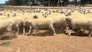 Wilga ewe lambs
