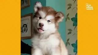 Live Like a Dog 🐾 | Original Song for Dog Lovers