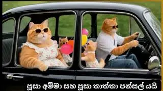 #mama Cat & Papa Cat Visit the Temple, #mama Cat සහ Papa Cat පන්සල් යයි ,💕පවුලේ සාර්ථකත්වය සහ සතුට❤️