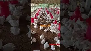 Broiler farming in summer Days-29