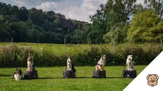 Clever-Dog 🐶🧠 - Spiel und Spa&szlig; in der Hundeschule Hadamar