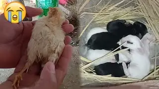 Daily Chicks Die Day By Day 😢 - Desi Chick is No More - 3mbvlogs