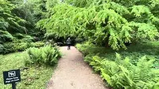 Belsay quarry gardens part 2