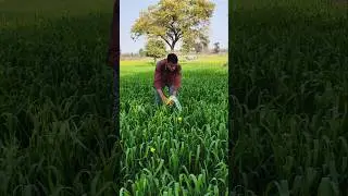 Bapu kisan hai BTS 🫰😍 #shorts #short #kisan #shortvideo